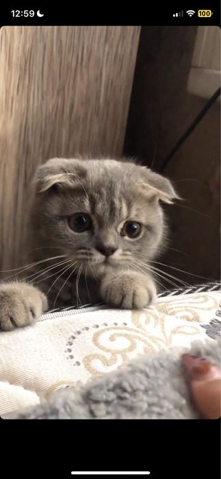 Связка с котом