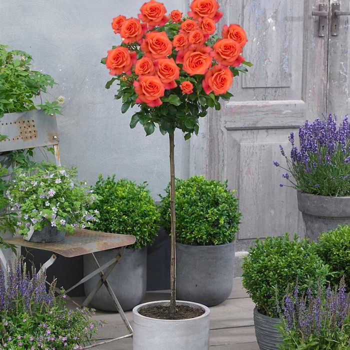 Pomi ornamental  trandafiri tip pomisor