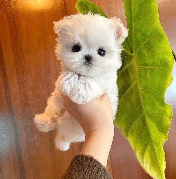 Bichon Maltez mini toy