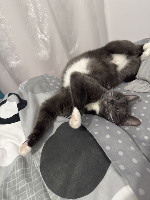 Donez pisica in varsta de un an si trei lui !