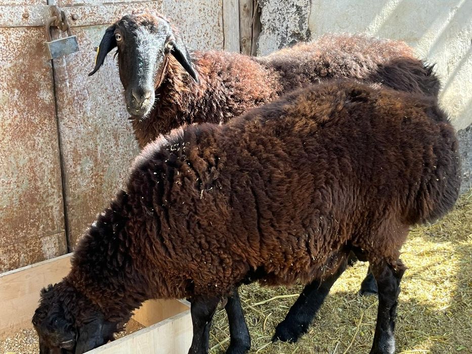 Кой      сатылады