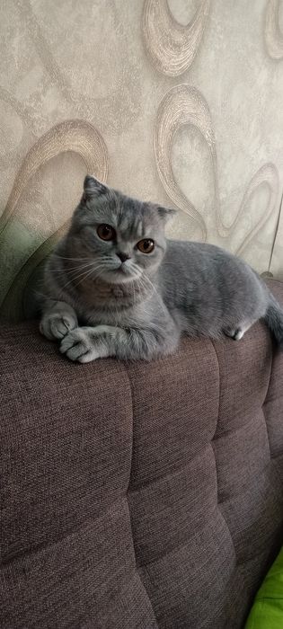 Скоттиш фолд кошка