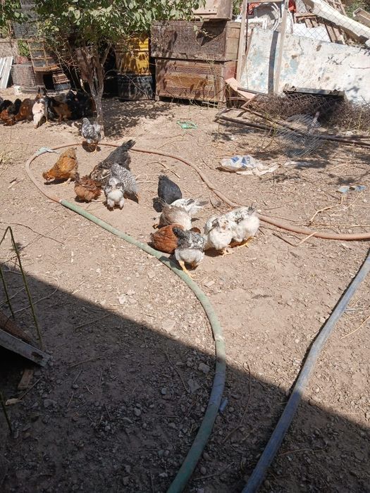 Шөжектер 3 айлық