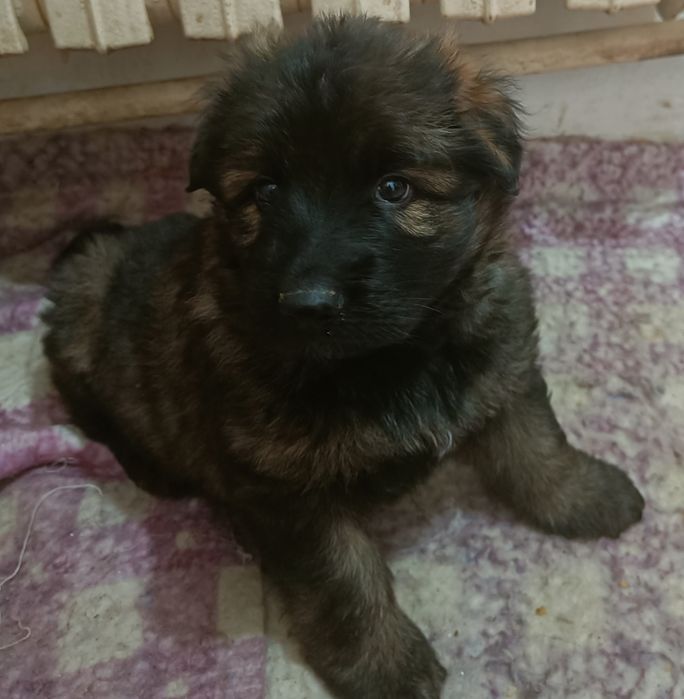 Немецкая овчарка