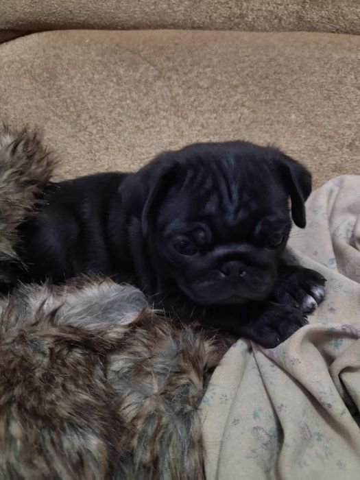 Продам щенков мопса,рассрочка каспи 0 0 12