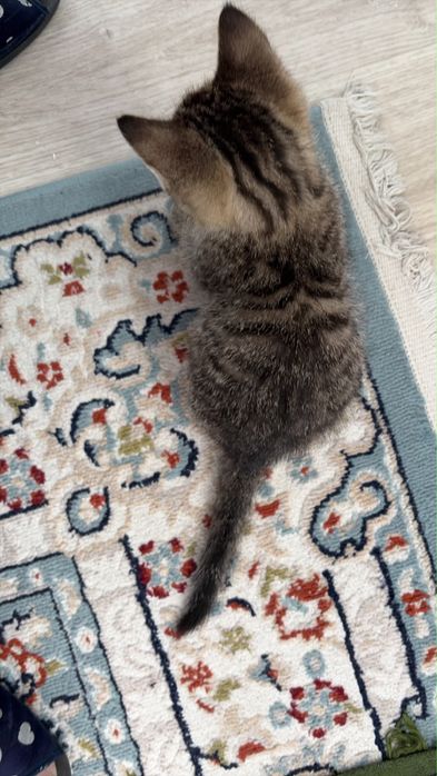 Котенок девочка ОТВЕТСТВЕННЫМ людям!