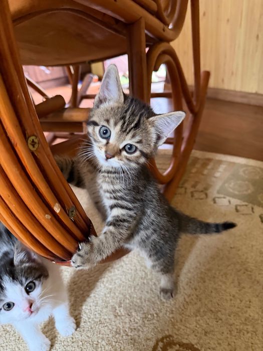 Котята , милые и пушистые