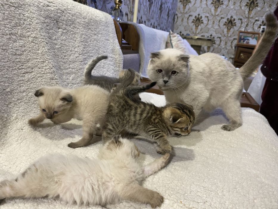 Shinshila soglom akilli