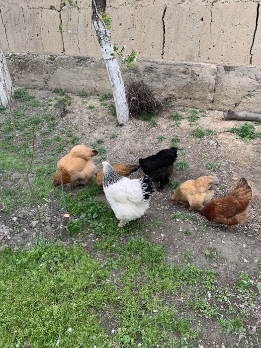 Тухум брама заказба(куринные и (гусиные) яйца породы брамма100%),tuxum