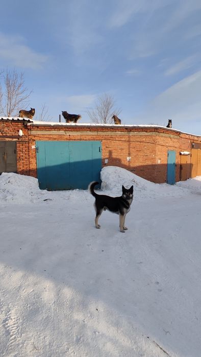 Сдам гараж в районе Шмелёвки