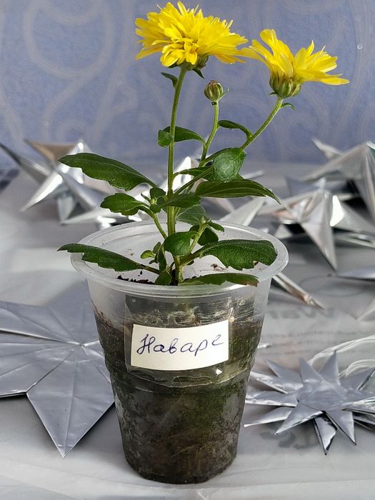 Продам хризантемы мультифлора, каланхоэ, фиалки