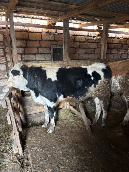 Бұқа, қашар, сиыр сатыладыы