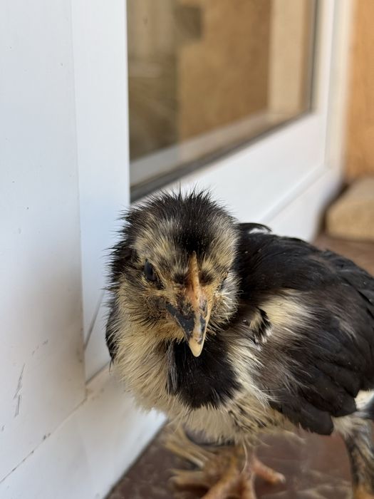 Андижон кора товук жужалари