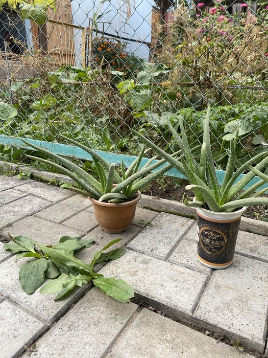 Продам комнатное растение алоэ