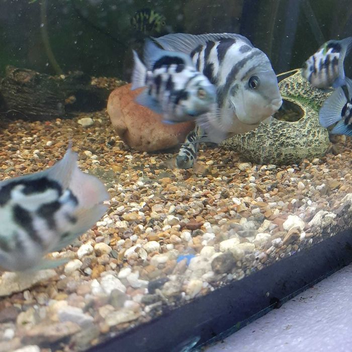 Сапфировые попугайчики