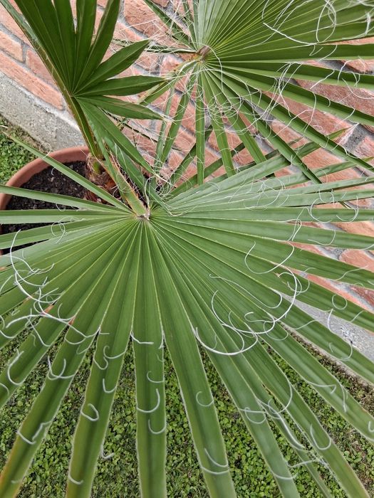 Palmier Washingtonia