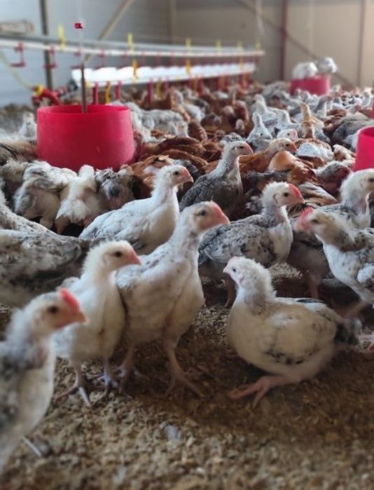 Ferma de puii vă oferă înspre vânzare pui albi de carne pui rasă mixtă