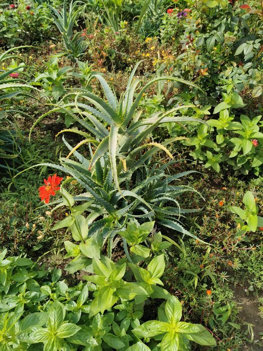 De vânzare plante Aloe Vera