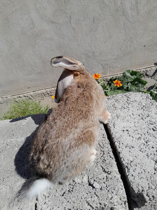 Самка ей 3 месяца