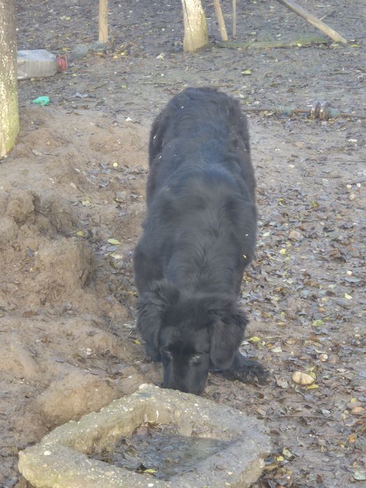 Ciobanesc Corb femelă