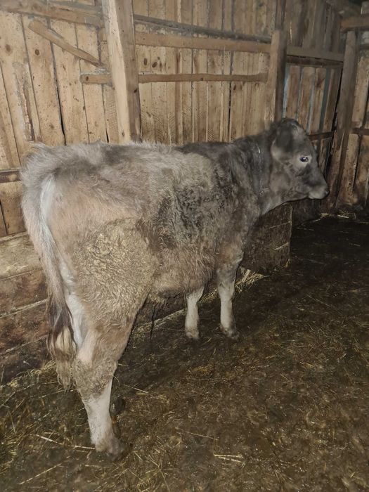 Vand tauras de 5 luni