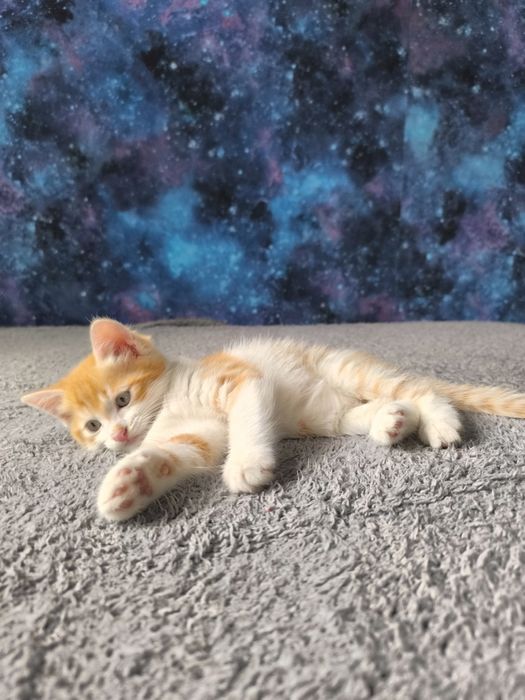Отдам котенка мальчика
