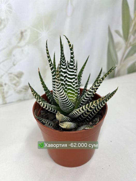 Кактусы, Криптантус, Хавортия  и др