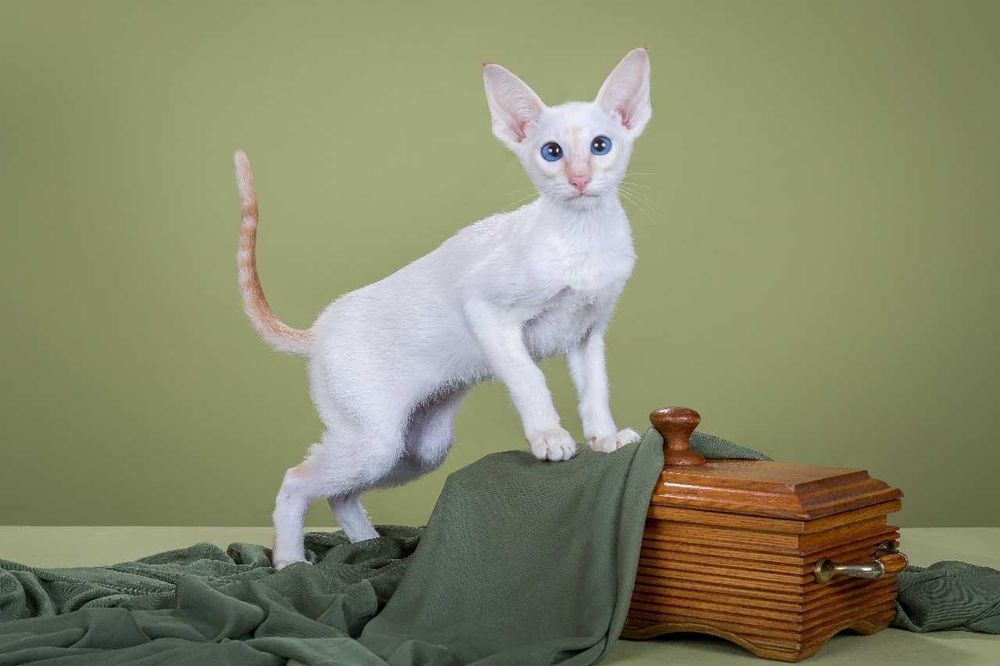 Ориентальная кошечка