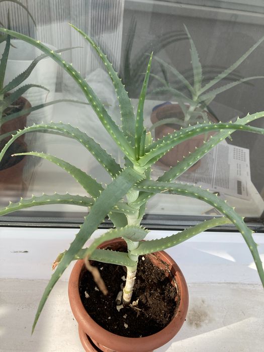 Алое лечебный столетник