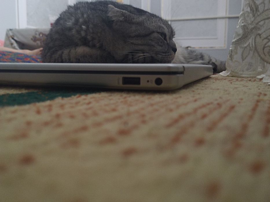 Skotish fold, mushuk