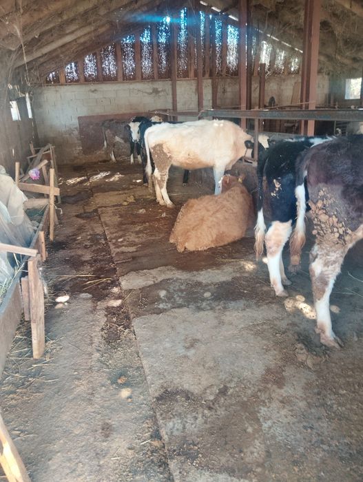 Продаются телочки