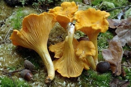 Ciperci și afine de pădure