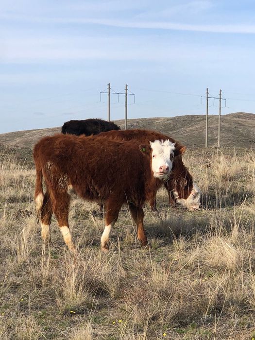 Бука тайынша бык сиыр корова молодняк