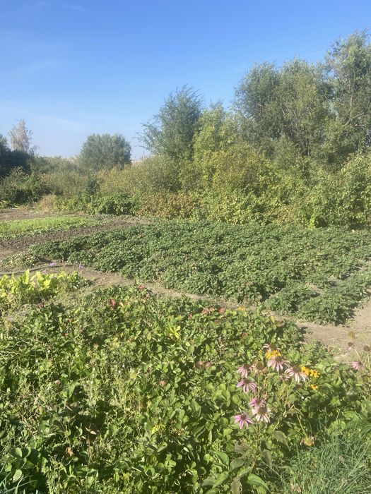 Продам дачу общество Каучук