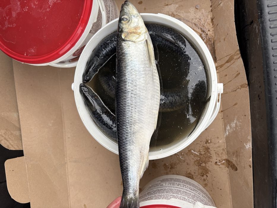 Сельдь ( селедка ) оптом и в розницу
