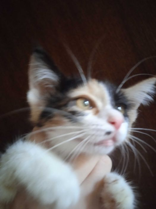 Котёнок Ириска 3 месяца.
