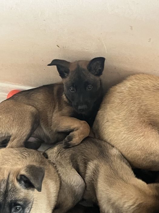 Белгийска овчарка-малиноа