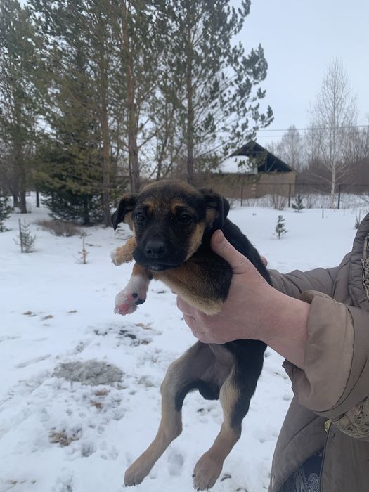 Продам щенков. Мать тазы, отец овчарка.