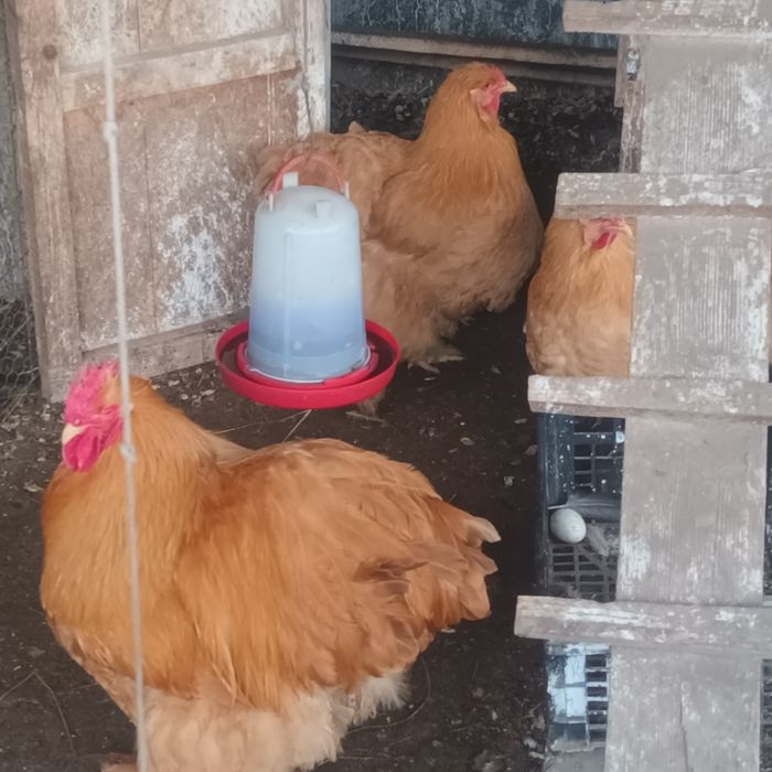 Familii Cochin galben uriaș și Brahma negru și albastru