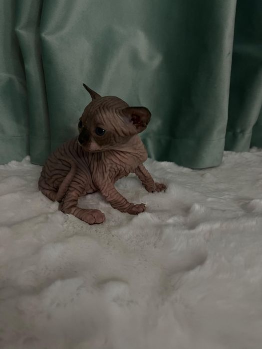 Вязка сфинкса Донской, Канадский