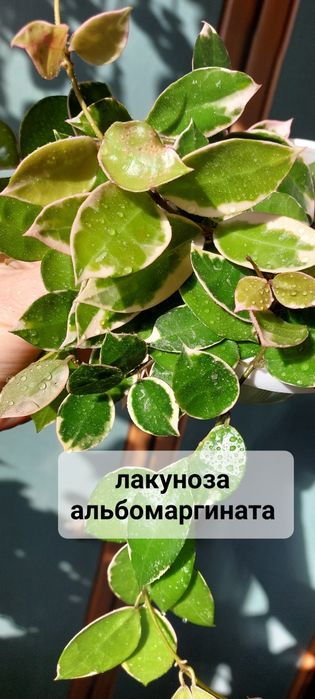 Хойи . Комнатные растения .