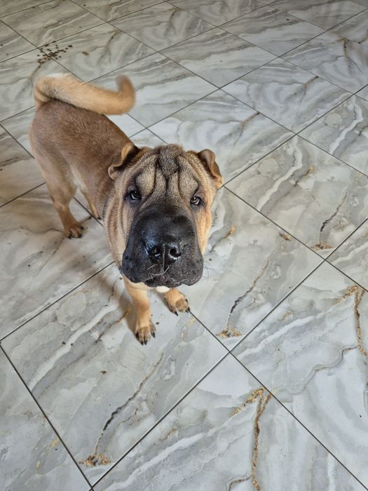 Shar pei drăgălași