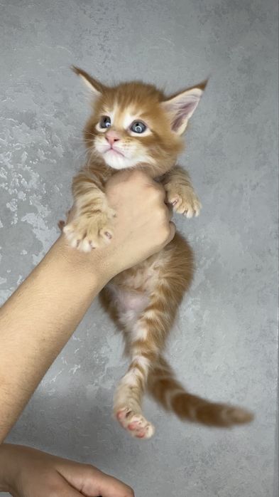 Мейн кун котята продажа