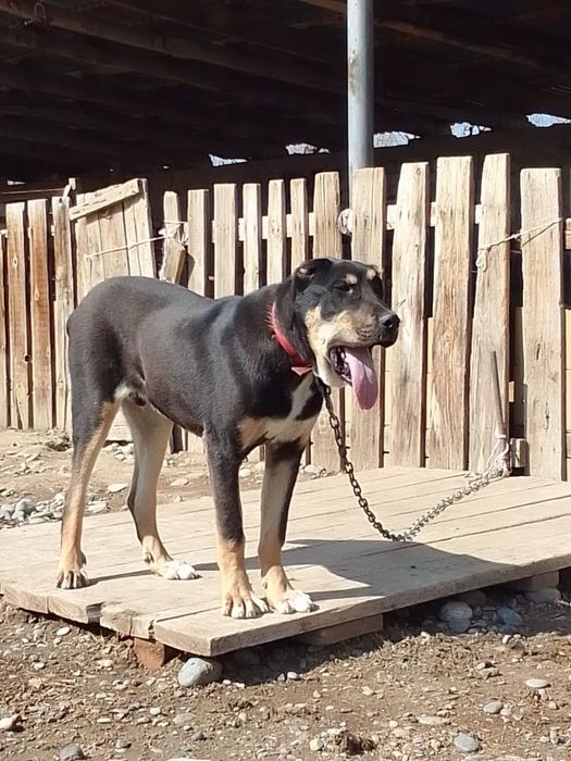 Сабурдың бел баласы.