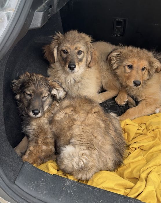 Щенята привитые (вакцина)