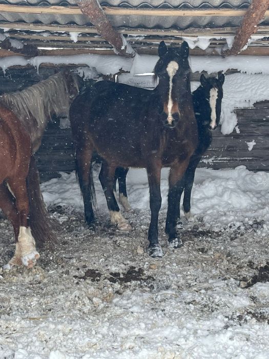 Бие сатамын!!