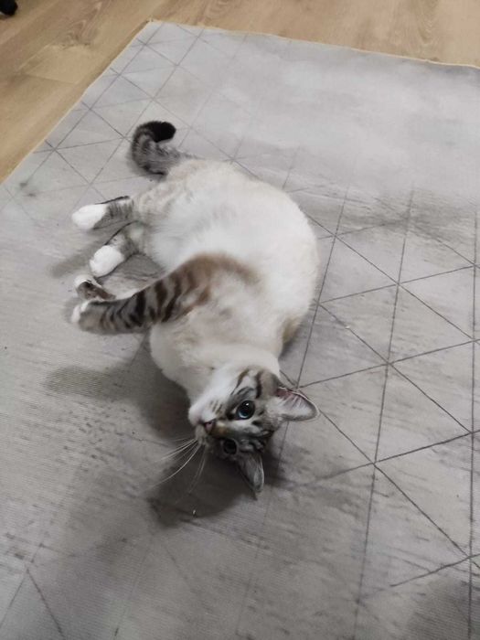 Ofer motan spre adoptie, din Ipotesti Suceava.