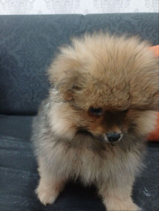 Продаеться чистокровный помиранский