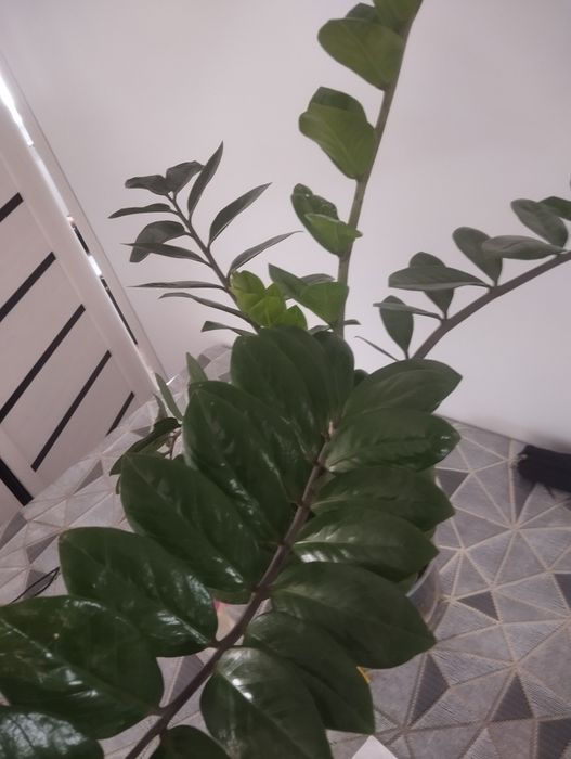 Комнатные цветы доллар