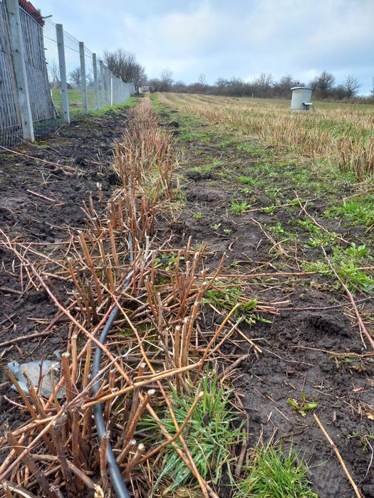 Butași zmeura Autumn Bliss.
